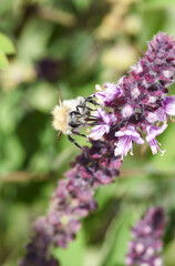 Sandbiene auf einer Basilikumplüte