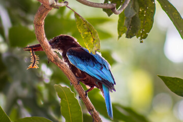 Bird on wall / White-throated kingfisher / Kingfisher hunted a warm