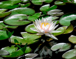 White water lilly blossom in a pond