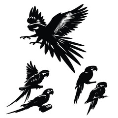 create black silhouette macaw set vector with white background