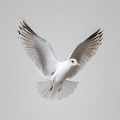 Fototapeta premium Majestic white bird in mid-flight against a neutral background