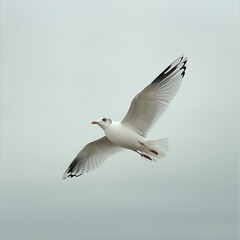 Obraz premium Seagull soaring gracefully against a cloudy sky