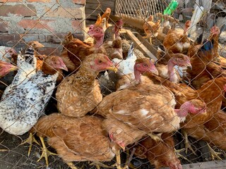 Chickens on a farm in a shed behind a net. A poultry yard with red chicks, roosters and hens