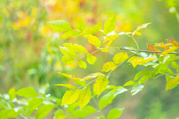A soft pastel image of the autumn state of nature.