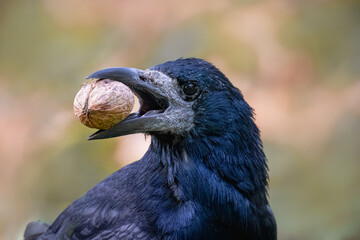  A close-up rook holds a walnut toward the camera lens on its beak on a sunny fall day with fall leaves background with copyspace.