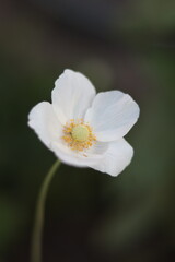 close up of a flower