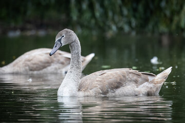 A young mute swan swims in the water with reflection toward the camera lens on a cloudy autumn day.	