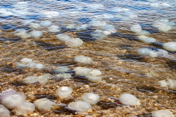 lots of jellyfish in the sea water