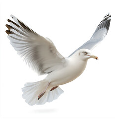 Fototapeta premium Realistic illustration of a seagull in flight