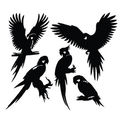 create black silhouette macaw set vector with white background