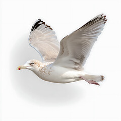 Obraz premium Seagull soaring gracefully in clear skies