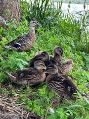 duck and ducklings