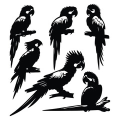 create black silhouette macaw set vector with white background
