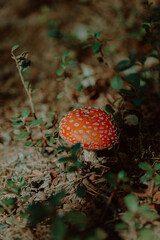 A small red fly agaric mushroom grows in the forest during the summer. It is a poisonous mushroom found in nature.