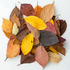 Colorful autumn leaves arranged artistically