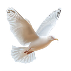 Obraz premium Majestic white bird soaring through the sky