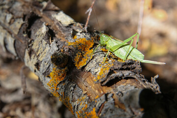 The green grasshopper in the forest, Russia
