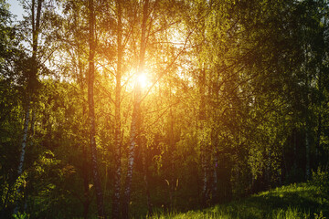 Fototapeta premium Grove of birches with young green leaves at sunset or sunrise in spring or summer. Vintage film aesthetic.