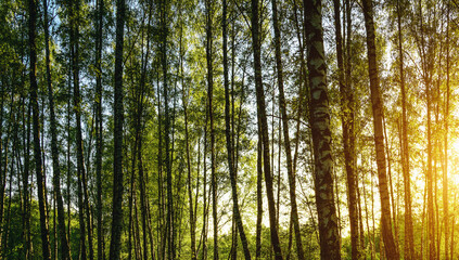 Fototapeta premium Grove of birches with young green leaves at sunset or sunrise in spring or summer. Vintage film aesthetic.