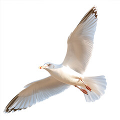 Obraz premium Seagull soaring gracefully against a white background