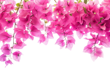 PNG Flying pinkougainvillea flowers border backgrounds blossom nature.