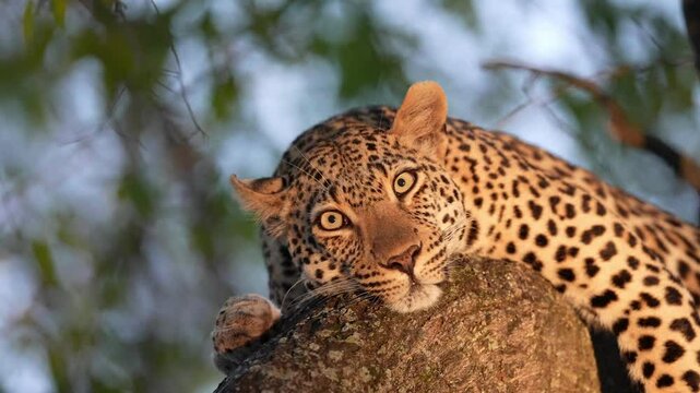 Female Leopard (Panthera pardus) resting in a tree waiting for darkness to fall to begin hunting. eye blink, Slow motion, 25 percent natural speed.