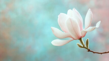Obraz premium A delicate magnolia flower against a soft, pastel background.