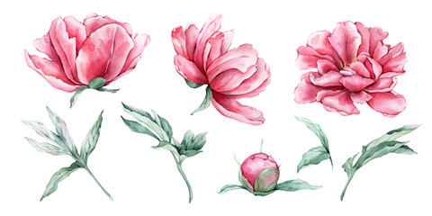 Watercolor set of delicate pink peony flowers in full bloom. Hand drawn illustration beautiful floral clipart. Summer botanical plant on isolated. Elements for design invitations anniversary.