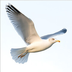 Obraz premium Seagull soaring gracefully in clear blue sky