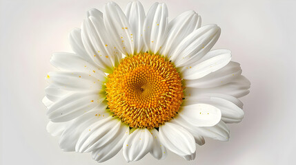 Naklejka premium A Close-Up View of a White Daisy with a Yellow Center, Capturing the Delicate Petals and the Complex Structure of the Flower