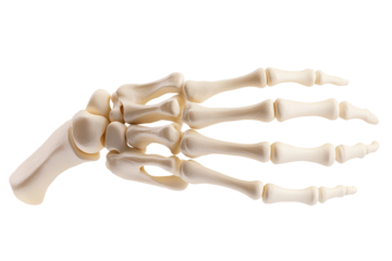 Human skeleton hand model isolated on transparent background.