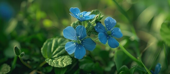 Evergreenthere Are Two Blue Blossoms From Evergreen