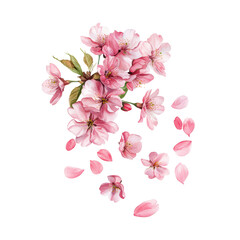Naklejka premium Cherry blossom flowers and petals isolated on transparent background.