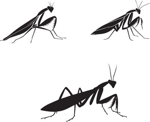 Insect graphic vector silhouette on white background