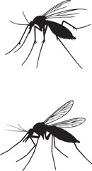 Insect graphic vector silhouette on white background