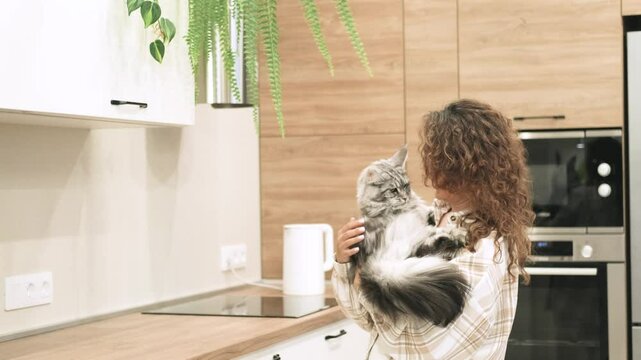 Beautiful woman with curly hair stands at home in the kitchen with a big gray cat in her hands. Fluffy Maine Coon in the hands of a woman.