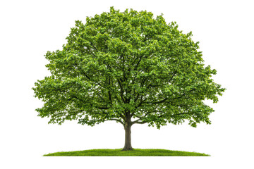 Fototapeta premium Lush green tree with dense foliage isolated on transparent background.