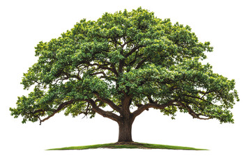 Mighty oak tree isolated on transparent background.
