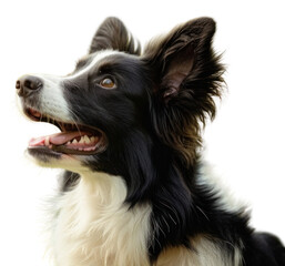 Fototapeta premium PNG Butterfly dog animal mammal.