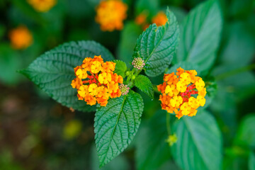 orange flower in the garden, yellow flowers in the garden, orange flower with leaves, wildflowers, tiny flowers
