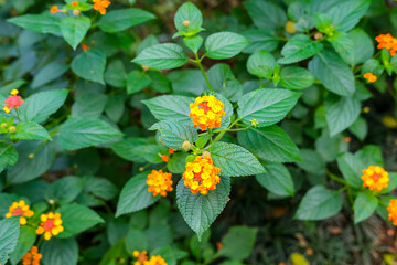 orange flower in the garden, yellow flowers in the garden, orange flower with leaves, wildflowers, tiny flowers