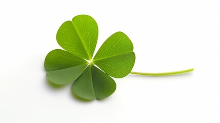 Four Leaf Clover: A Symbol of Good Luck and Nature's Beauty