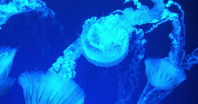 Medusas swims underwater. Jellyfishes swims in big aquarium. Beautiful jellyfish swim in an aquarium