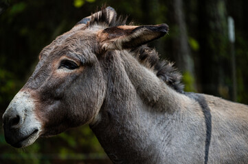 Side view of a donkey in a field