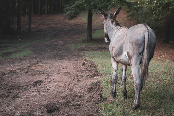 Back of a donkey standing next to a dirt road in a field