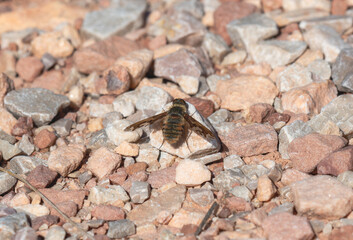 A banded bee fly from the genus Poecilanthrax perched on rocky ground in Colorado