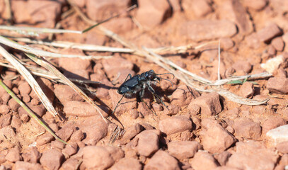 A Purple Tiger Beetle Cicindela purpurea perched on sandy soil in Colorado