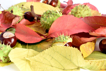 Autumn. Yellow, red and green leaves close-up. Background image.