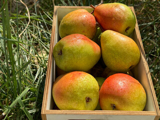 Pears  fresh juicy sweet fruits.
