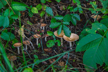 山地に群生するカヤタケ
